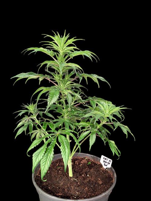 Cali Orange Bud - BioTabs.nl Grow. Week 8
