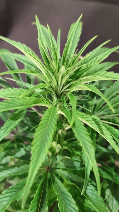 Cali Orange Bud - BioTabs.nl Grow