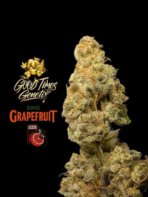 DMO Grapefruit #2 - Good Times Genetics. Week 16