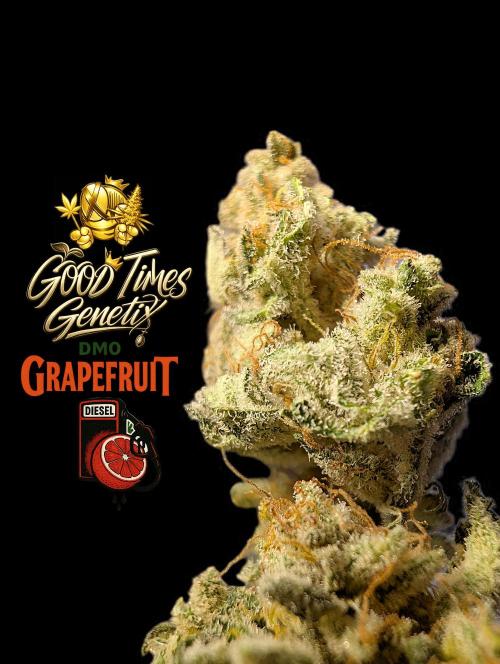 DMO Grapefruit #2 - Good Times Genetics. Week 16