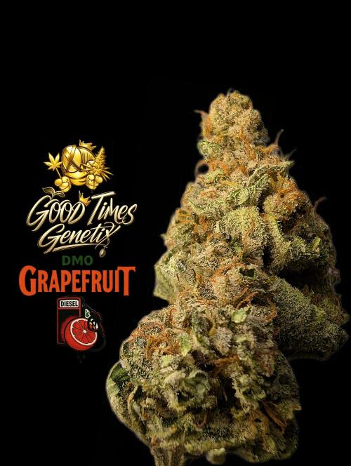 DMO Grapefruit #1 - Good Times Genetics. Week 16