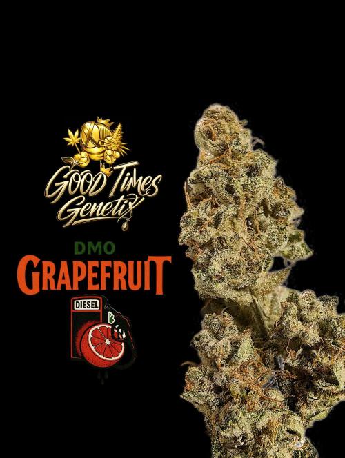 DMO Grapefruit #1 - Good Times Genetics. Week 16