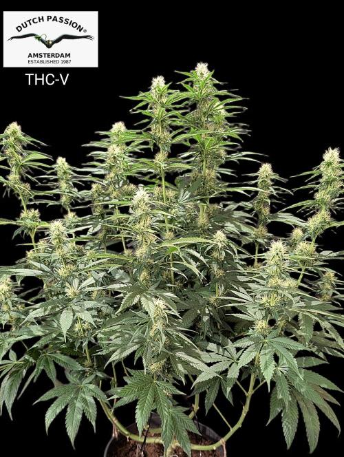 THC - Victory #2 - Sponsored by Biotabs. Week 11