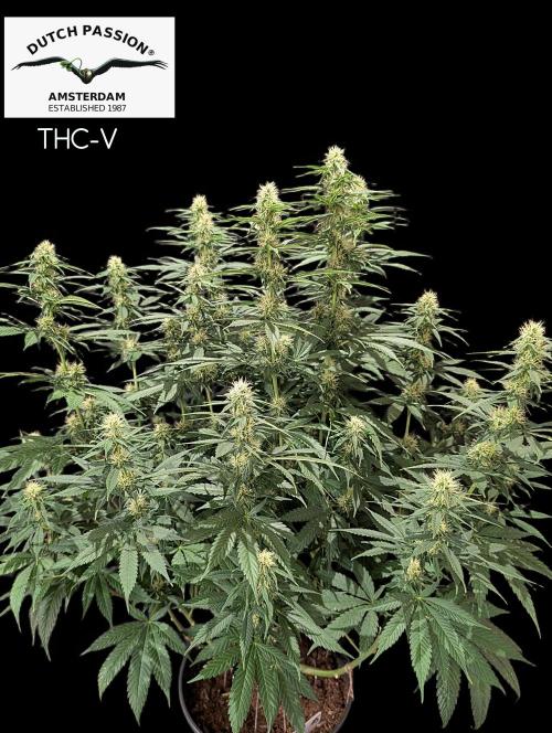 THC - Victory #2 - Sponsored by Biotabs. Week 11