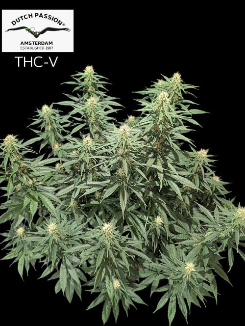 THC - Victory #2 - Sponsored by Biotabs. Week 11