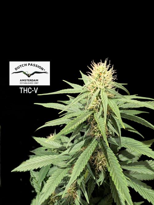 THC - Victory #2 - Sponsored by Biotabs. Week 11