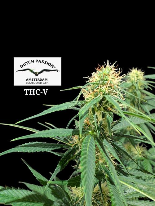 THC - Victory #2 - Sponsored by Biotabs. Week 11