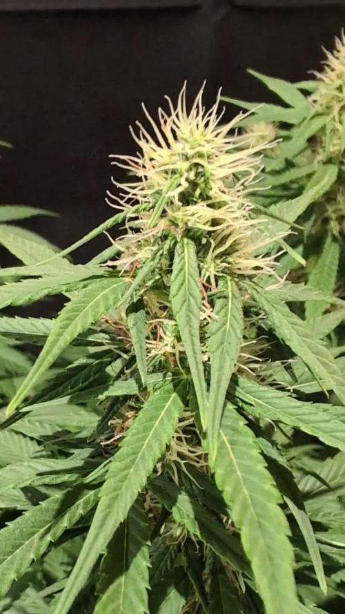 THC - Victory #2 - Sponsored by Biotabs