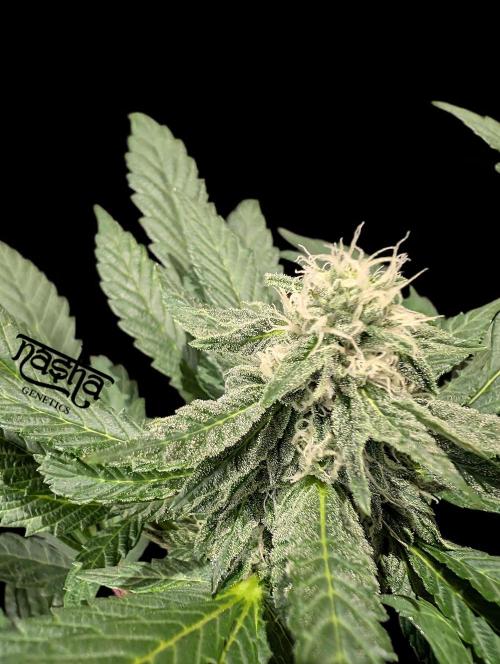 Snapple Apple - Sponsored by Biotabs. Week 11