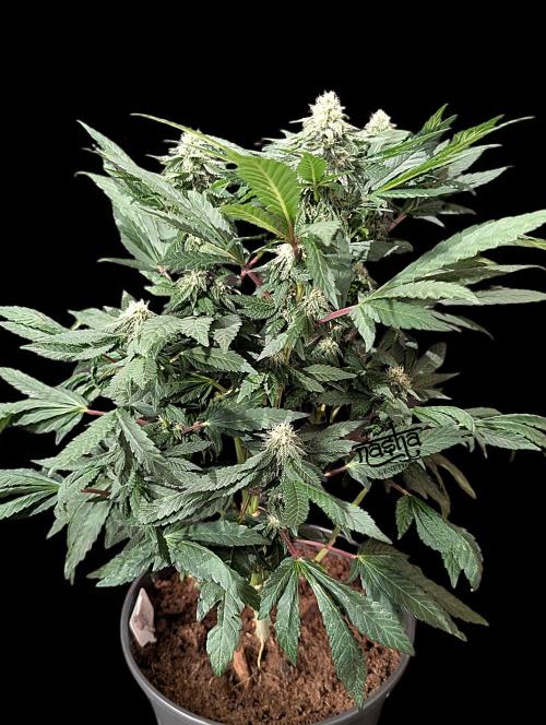 Snapple Apple. Week 11