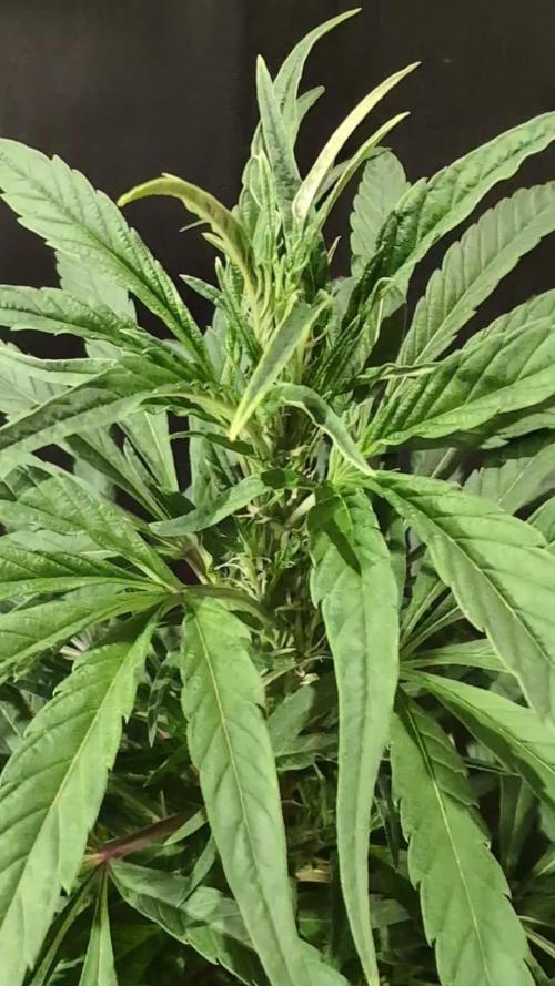 Cali Orange Bud - BioTabs.nl Grow