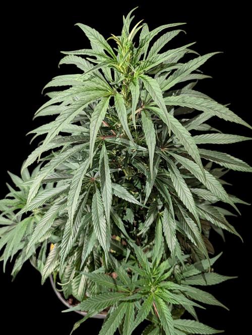 Cali Orange Bud - BioTabs.nl Grow. Week 9