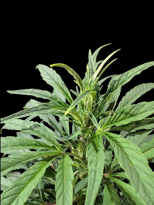 Cali Orange Bud - BioTabs.nl Grow. Week 9