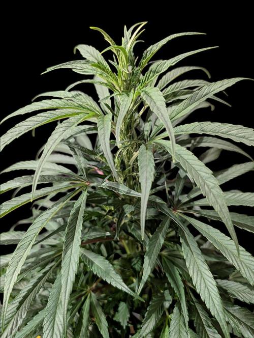 Cali Orange Bud - BioTabs.nl Grow. Week 9