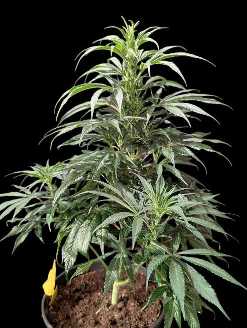 Cali Orange Bud - BioTabs.nl Grow. Week 9