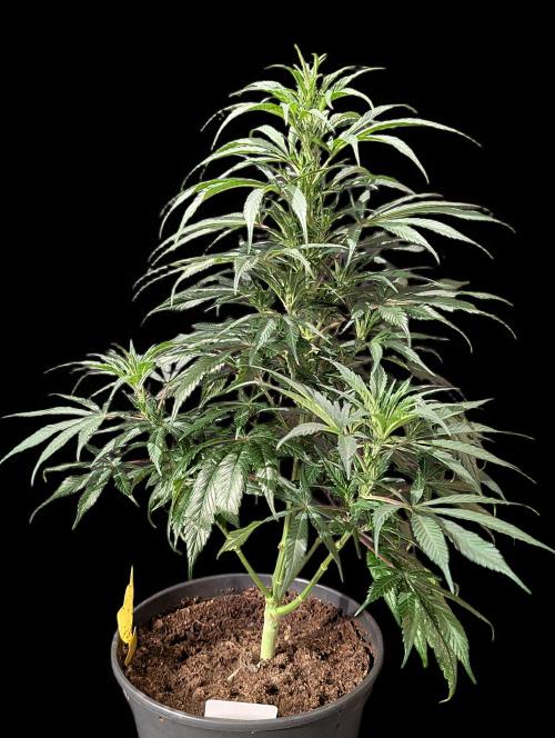 Cali Orange Bud. Week 9