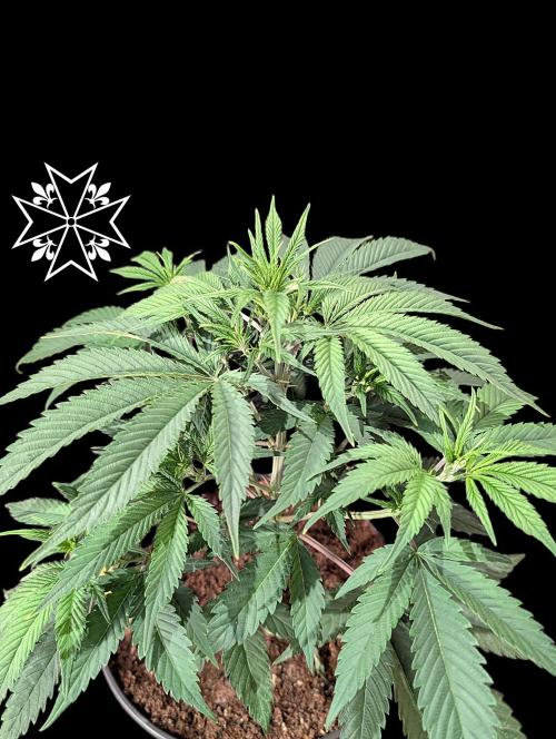Aficionado Special - UNKNOWN - Bio Tabs. Week 4