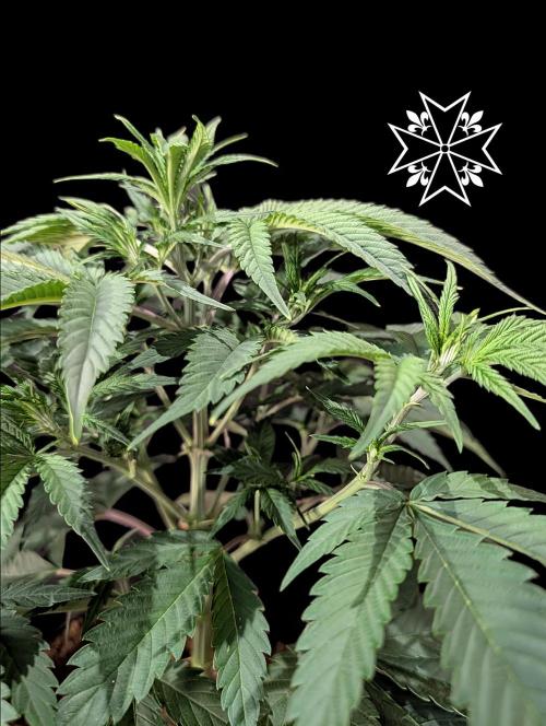 Aficionado Special - UNKNOWN - Bio Tabs. Week 4