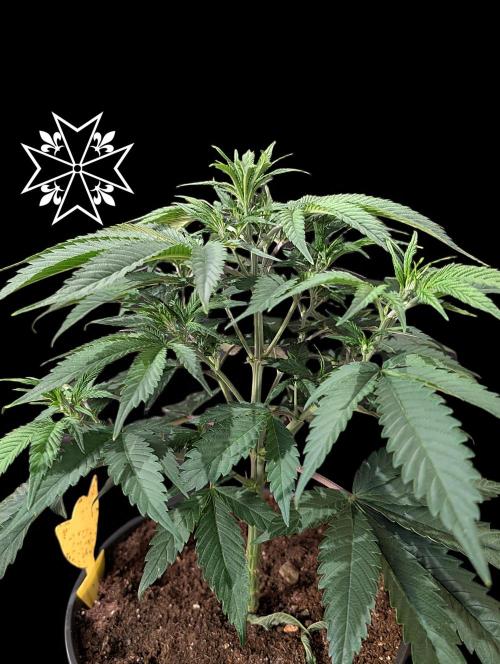 Aficionado Special - UNKNOWN - Bio Tabs. Week 4