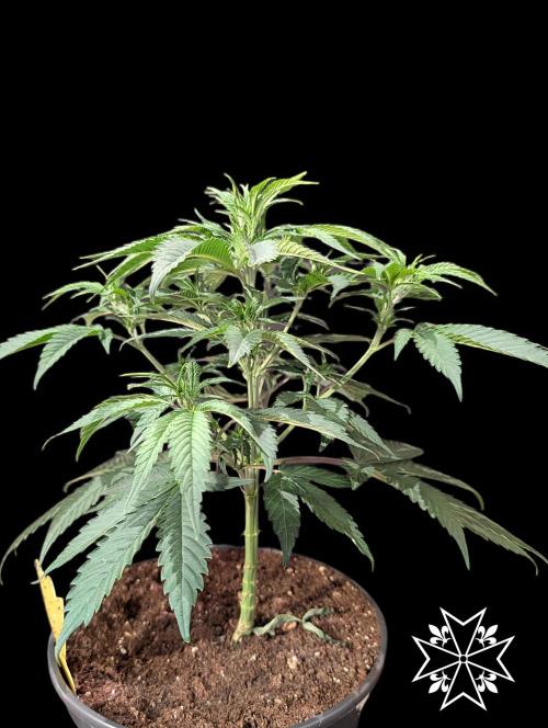 Aficionado Special - UNKNOWN - Bio Tabs. Week 4