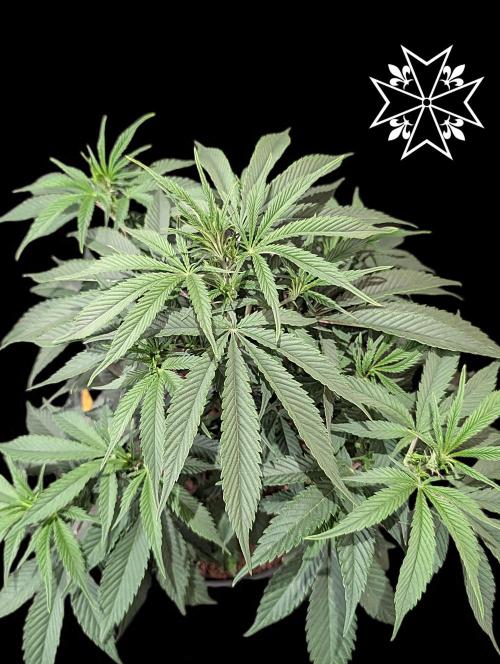 Aficionado Special - UNKNOWN - Bio Tabs. Week 5