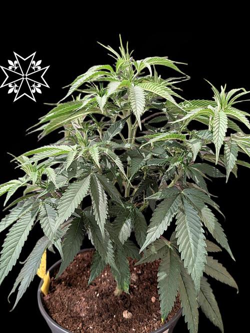 Unknown Mary Jane Free Seed. Week 5