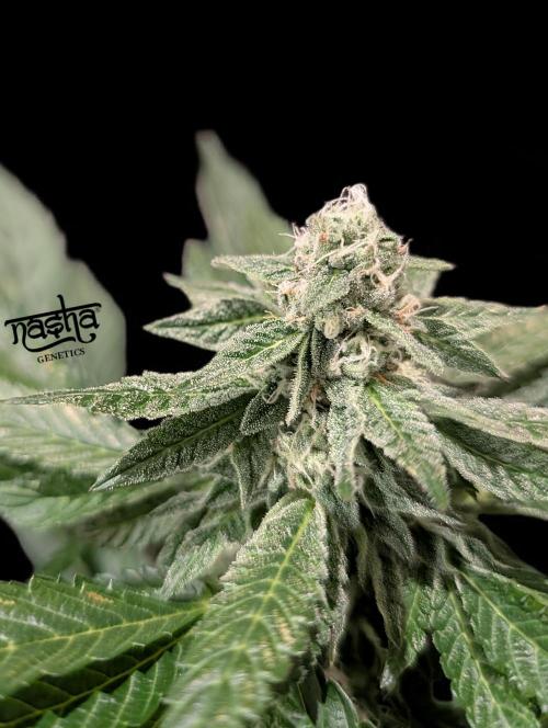 Snapple Apple - Sponsored by Biotabs. Week 12