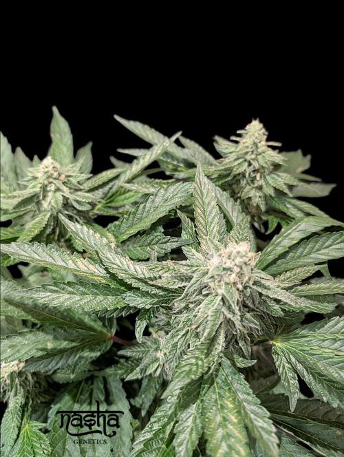 Snapple Apple - Sponsored by Biotabs. Week 12