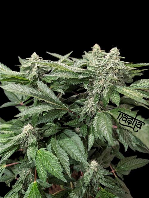 Snapple Apple - Sponsored by Biotabs. Week 12