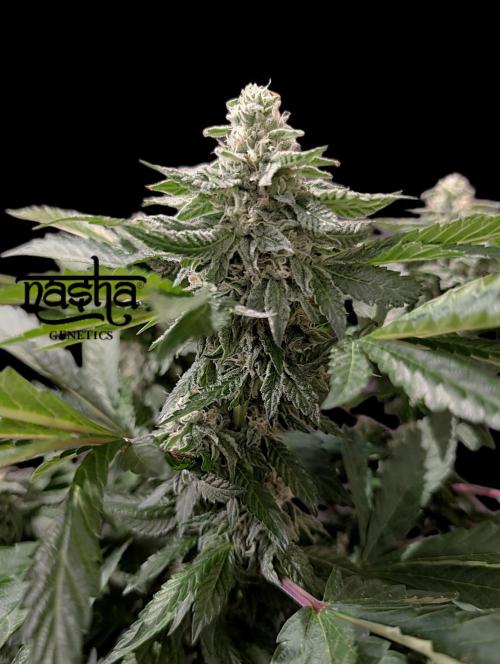 Snapple Apple - Sponsored by Biotabs. Week 12