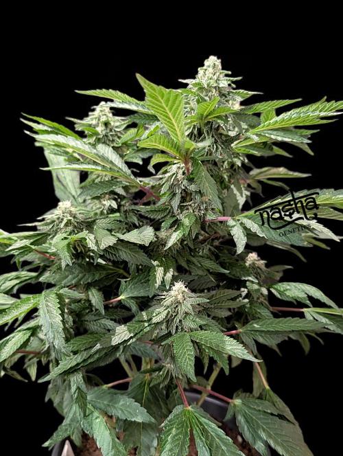 Snapple Apple - Sponsored by Biotabs. Week 12