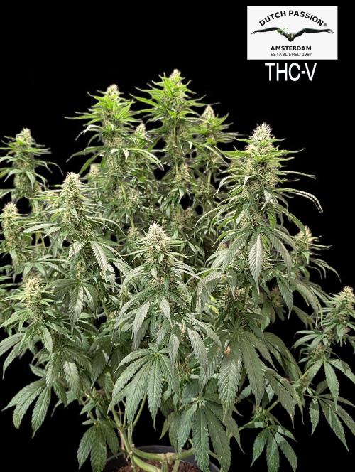 THC - Victory #2 - Sponsored by Biotabs. Week 12