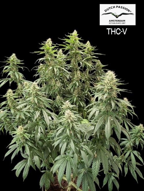 THC - Victory #2 - Sponsored by Biotabs. Week 12