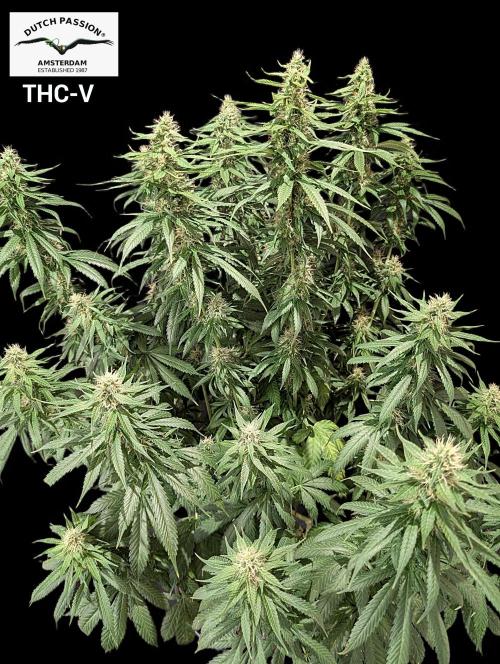 THC - Victory #2 - Sponsored by Biotabs. Week 12