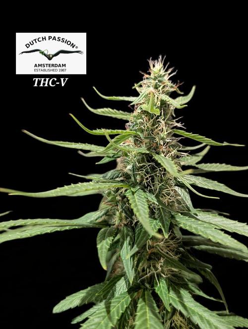 THC - Victory #2 - Sponsored by Biotabs. Week 12