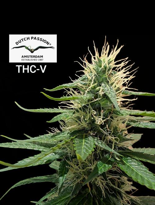 THC - Victory #2 - Sponsored by Biotabs. Week 12