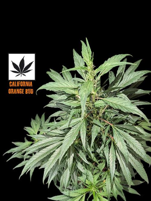 Cali Orange Bud - BioTabs.nl Grow. Week 10