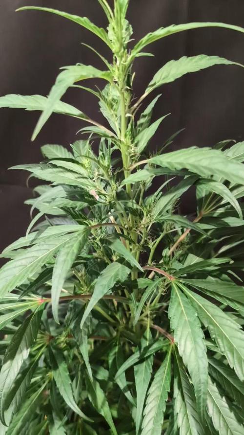 Cali Orange Bud - BioTabs.nl Grow