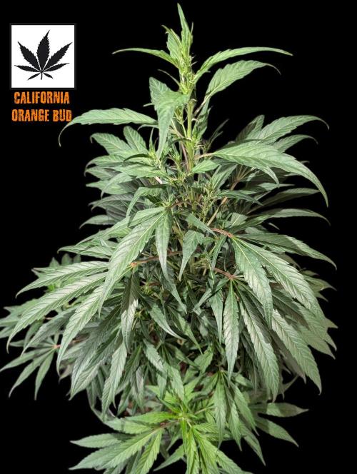 Cali Orange Bud - BioTabs.nl Grow. Week 10