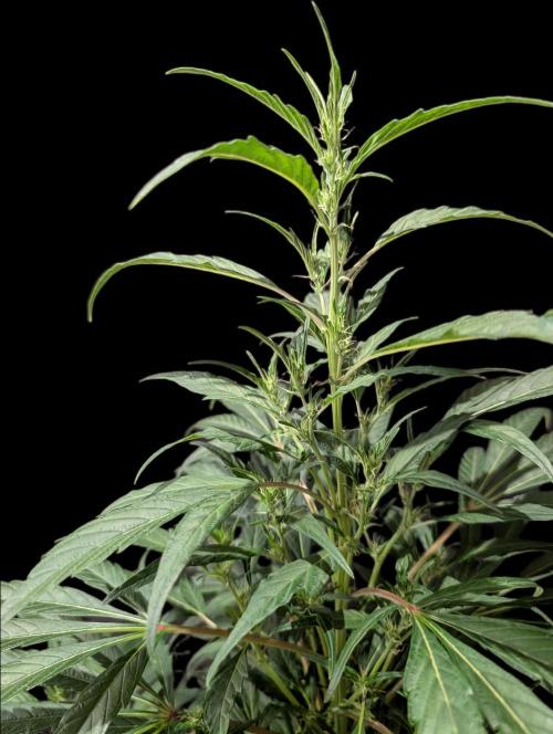 Cali Orange Bud - BioTabs.nl Grow. Week 10