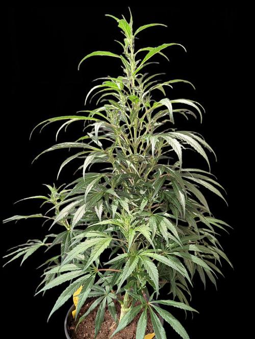 Cali Orange Bud. Week 10