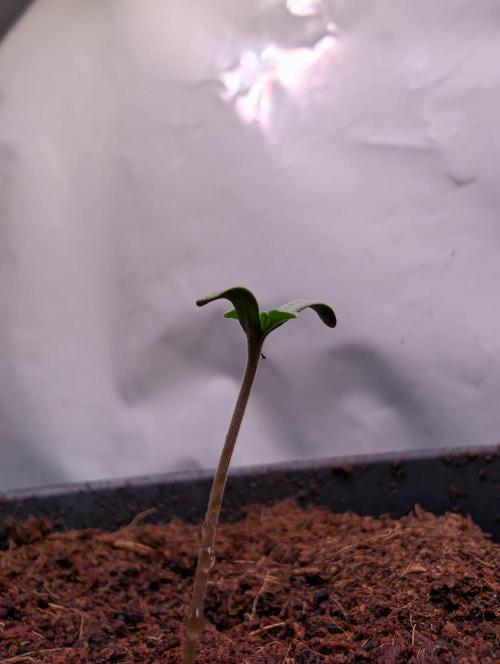 Sunset Monkey - Good Times Genetix - BTN. Week 0
