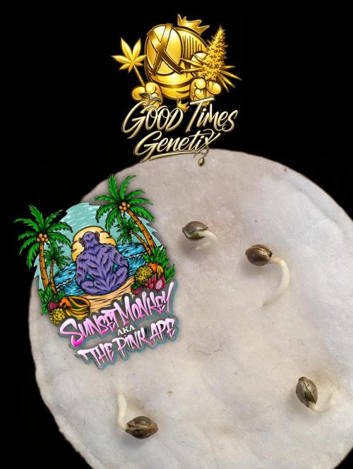 Sunset Monkey - Good Times Genetix - BTN. Week 0