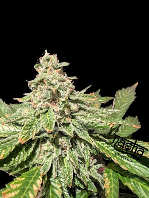 Snapple Apple - Sponsored by Biotabs. Week 13