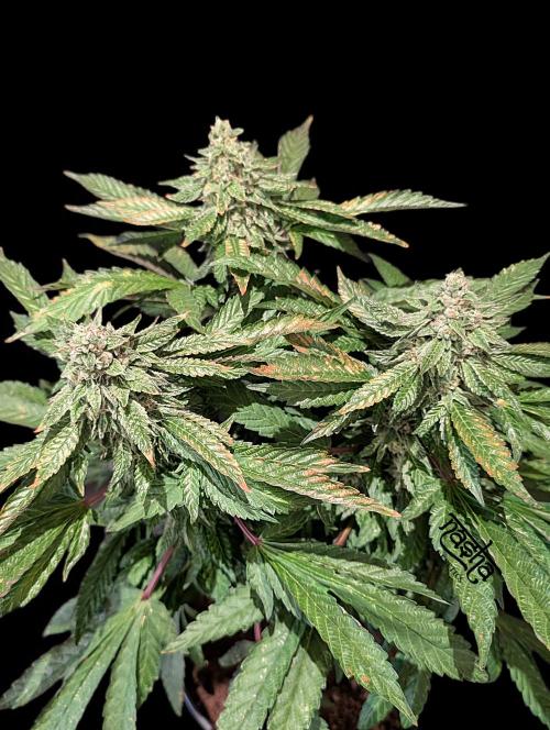 Snapple Apple - Sponsored by Biotabs. Week 13