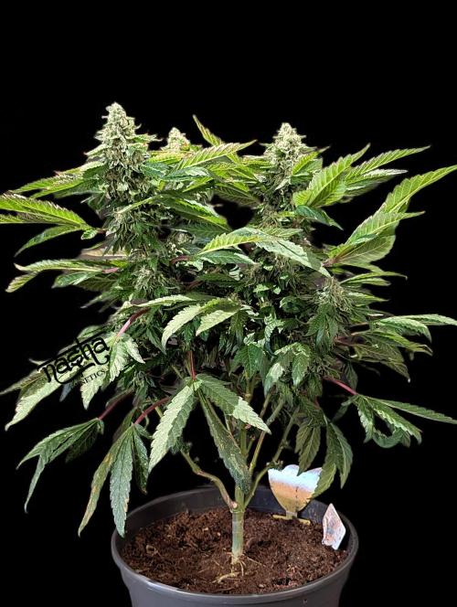 Snapple Apple - Sponsored by Biotabs. Week 13