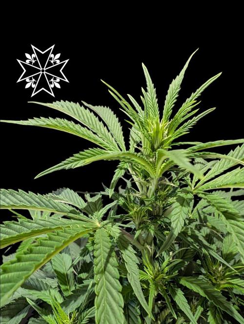 Aficionado Special - UNKNOWN - Bio Tabs. Week 6