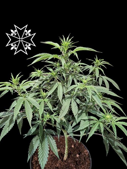Aficionado Special - UNKNOWN - Bio Tabs. Week 6