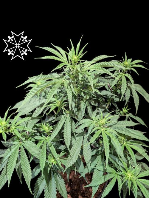 Aficionado Special - UNKNOWN - Bio Tabs. Week 6