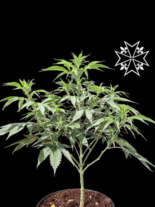 Unknown Mary Jane Free Seed. Week 6